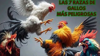 Las 7 Razas De Gallos  Ms Peligrosas Del Mundo 