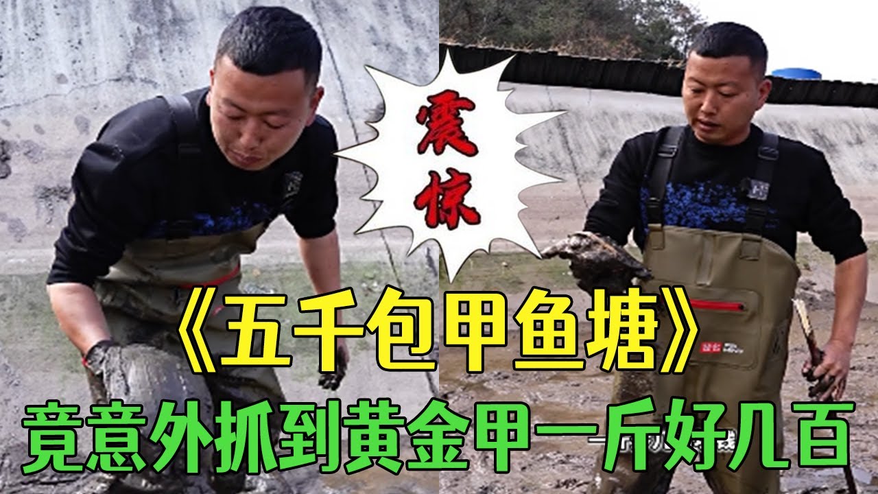 花5000去甲魚塘裏撿漏，竟意外抓到黃金甲，壹斤價值好幾百這運氣誰能比？