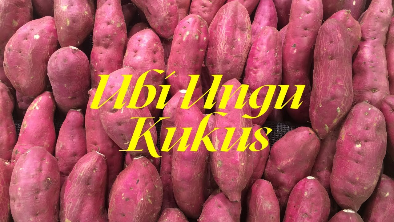 UBI UNGU.. 