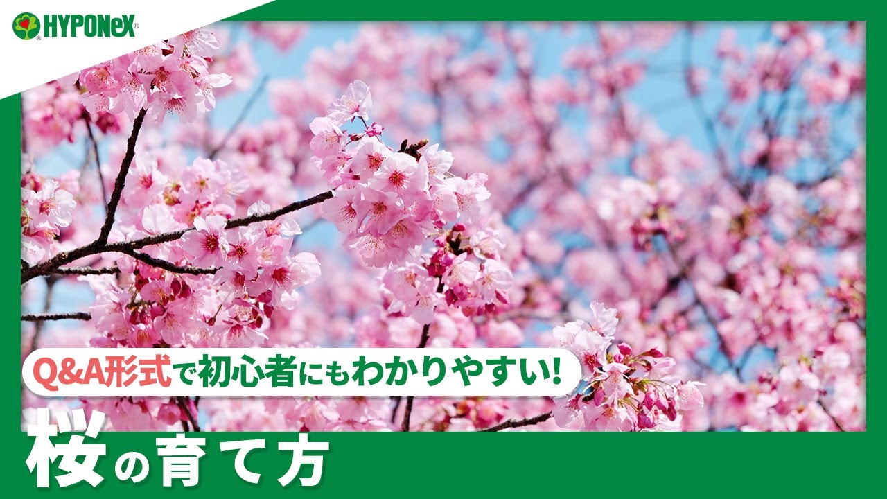 桜の育て方 サクラは自宅でも育てられる 育て方のポイントは 植物とあなたをつなぐplantia