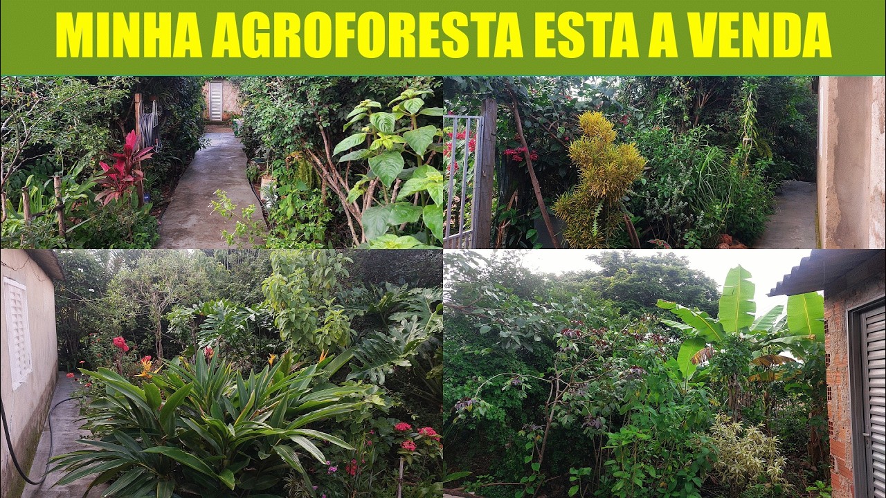 Minha Agrofloresta Esta A Venda.