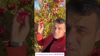 Туй Астраханская область.14.15.10.2025