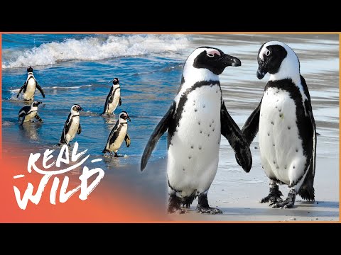 Walking With Penguins In Cape Town | Wildlife Quest | Real Wild