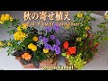 秋の寄せ植え