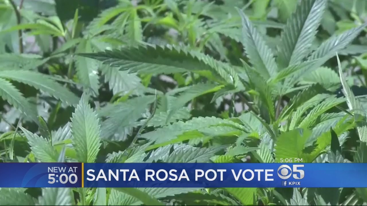 Santa Rosa Considers Ban On Outdoor Cultivation Of Marijuana