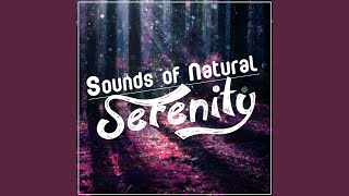 Stream with Birds - Outside Broadcast Recordings