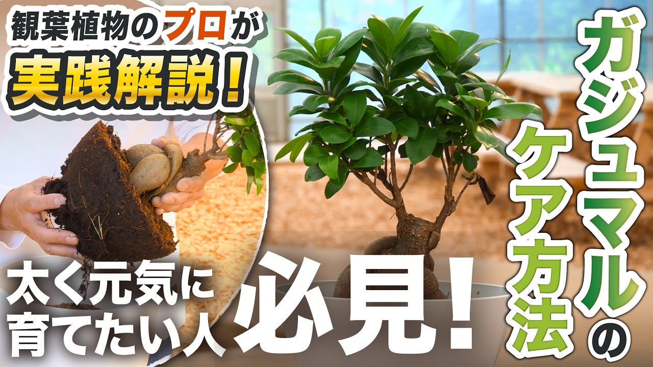 A must-see for anyone who wants to grow a thick Ficus microcarpa