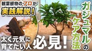 【ガジュマルを太く育てたい人必見】観葉植物のプロが元気に育つ3つの秘訣を公開！