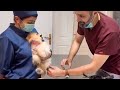 When the vet becomes a sworn enemy of your dog funniest dog reaction