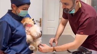 When the vet becomes a sworn enemy of your dog... Funniest Dog Reaction