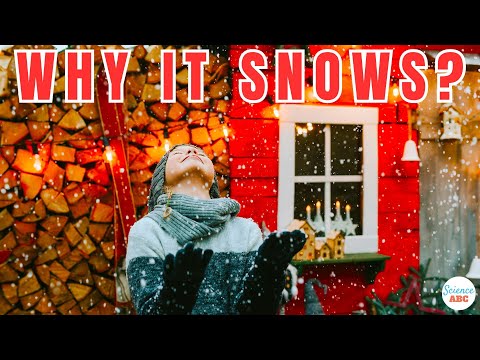 Video: Vad faller snö på cedrar om?