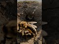 “POV: A Ground Bee Entering Its Burrow”#BeeNest #InsectLife #TinyWorld #MacroWorld #BurrowLife