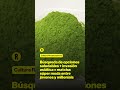 De lattes a postres, el té verde japonés se convierte en tendencia. Aquí la expansión del Matcha