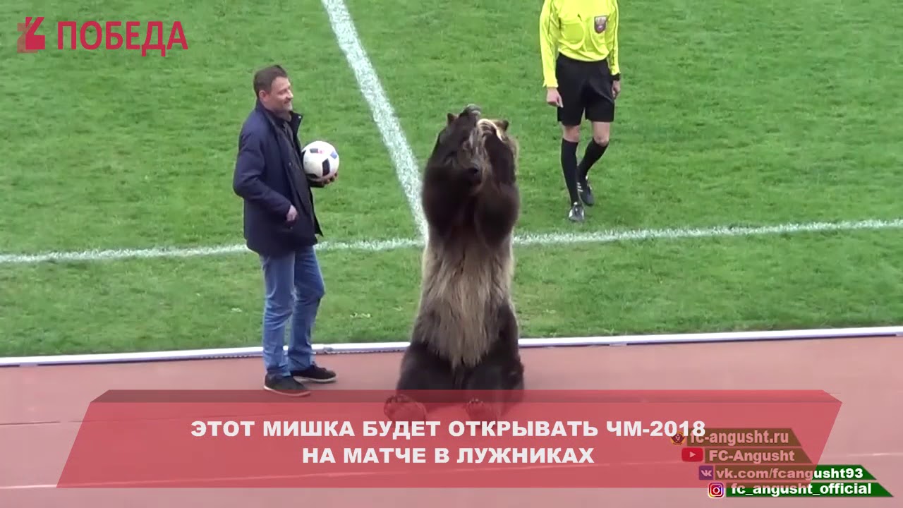 Медведь футболист киев