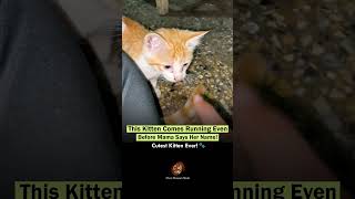 This Kitten Comes Running Even Before Mama Says Her Name! 😍🐱  #Cat #Orangecat #Shorts