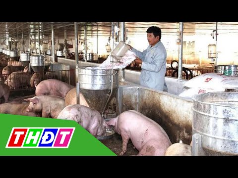 Video Hàng chục doanh nghiệp đăng ký nhập heo sống về Việt... - youtube