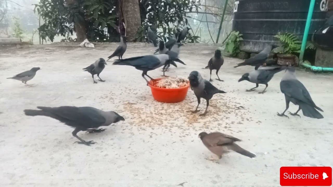 All And Huge types of Crow sound | Most Beautiful Crow Video - All types of Crow sounds 30