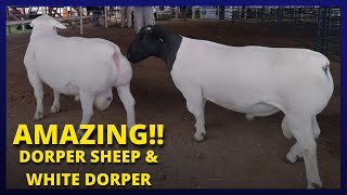 🔵 Dorper sheep & White Dorper ( Origin Africa ) Darryn Van Zyl