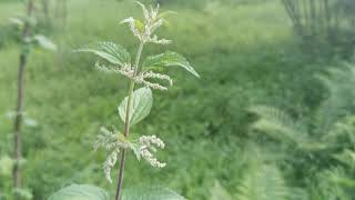 Fındık bahçesi. FINDIK, Eğrelti otu, Isırgan Otu, Kuş sesleri, Taracsacum. Pohaceae, Buğdaygiller.