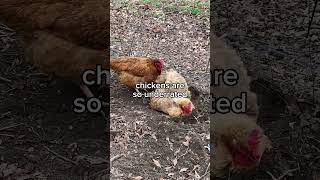 my chickens! #petchicken #cluck #rooster #bagelbunch #petchickensfunny   #funny