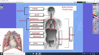 Body Cavities and Membranes Lecture