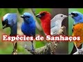 Todas espécies de Sanhaços