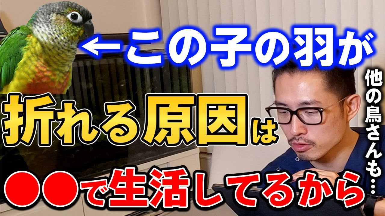 【質問コーナー】セキセイインコ、鳥さんの動物病院への寒さ対策、インコさんはいくつまで子どもが産める？ウロコインコの尾羽根が折れる、などに答えました