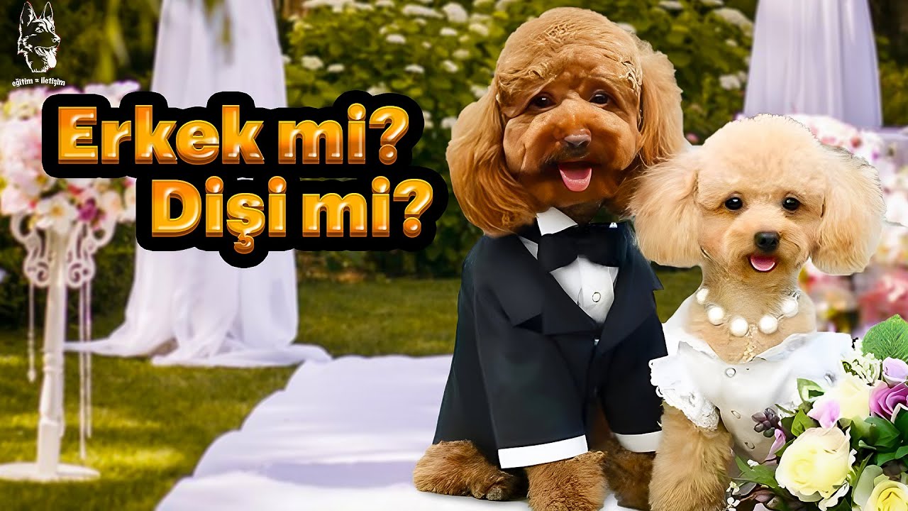 Erkek köpek mi? dişi köpek mi?🐶