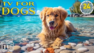 24 Hours of Dog Videos with Calming Music: Tones to Calm Anti Anxiety & Stress with Music for Dogs
