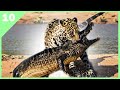 TOP 10 most DANGEROUS ANIMALS in the WORLD | Tenth