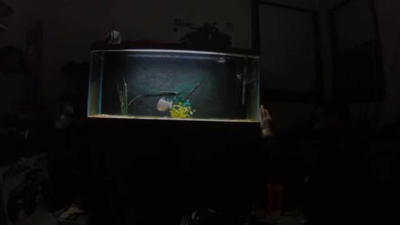 Ruby red spilo piranha chasing my hand