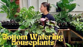 Bottom Watering Houseplants Timelapse with Plant Names | Reverse Watering vs. Top Watering #Plants