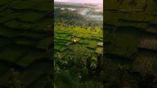 Breathtaking Bali: Aerial Drone Shot Exploration #shorts #bali #baliguide #dailyshorts