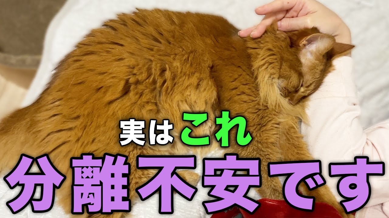 分離不安症の猫が見せる要注意な行動7選と対処法【完全解説】