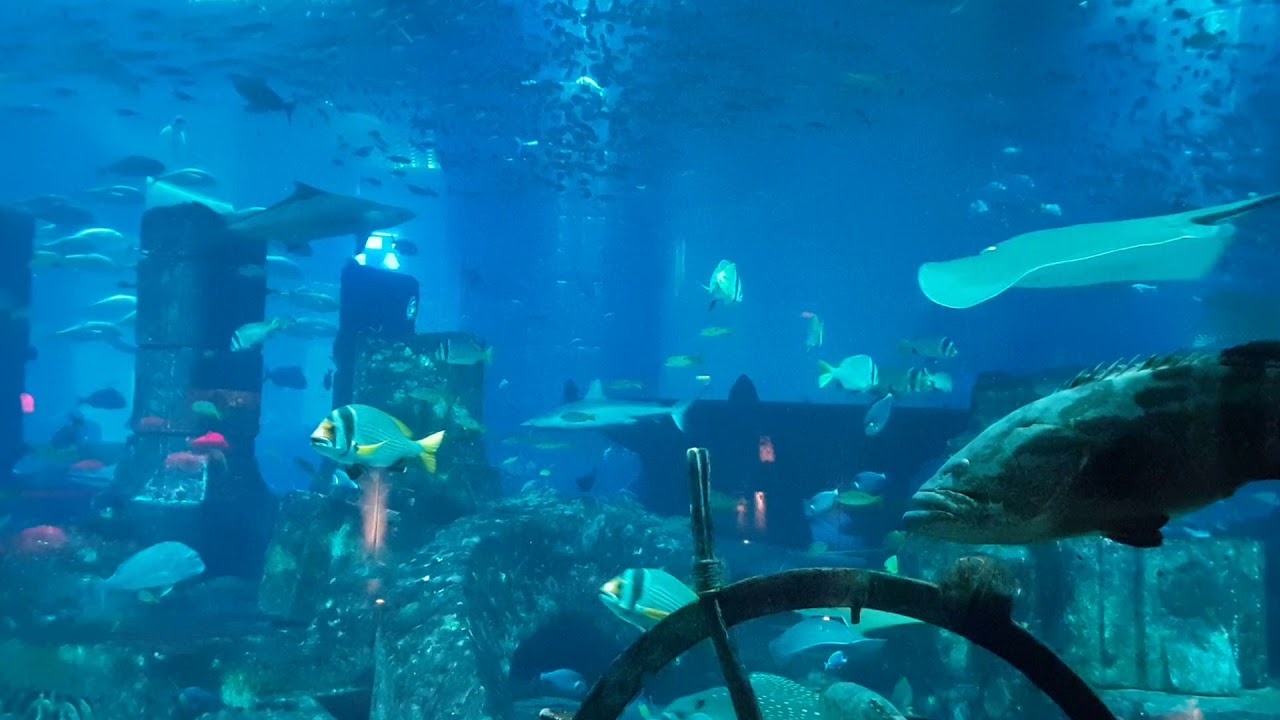 Atlantis big aquerium
