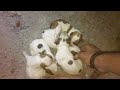 Breaking the Floor to save New-Born Puppies