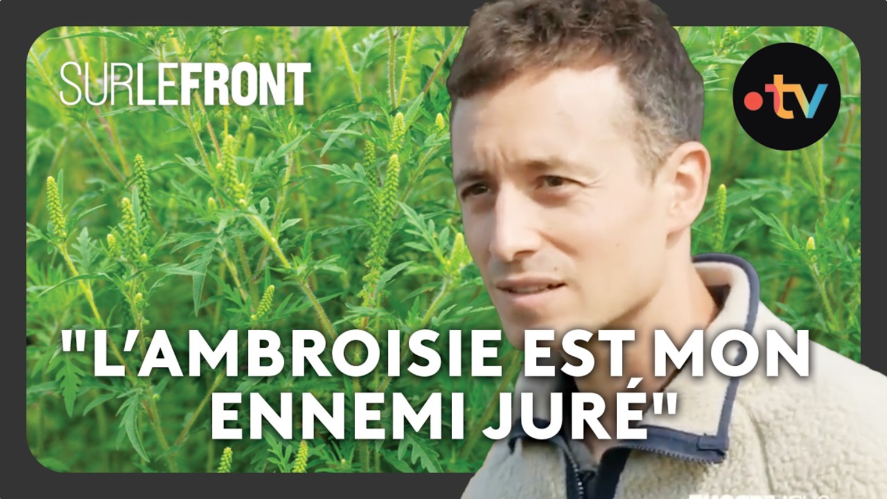 Ils combattent cette plante qui déclenche des allergies ! - Sur le front avec Hugo Clément