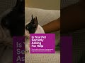 Decoding Pet Behavior Before Issues Arise