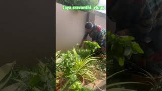 గార్డెన్ లో  తోటకూర  హార్వెస్ట్ #gardening #ytshorts #shortvideo #youtubeshorts#కిచెన్ వేస్ట్