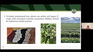 Black-Eyed Pea Webinar, March 7th, 2024