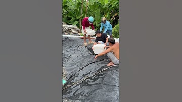 Cung cấp số lượng lớn cá giống nước ngọt. 0909770509 #cagiong #fishing #cagiongdongthap #catrevang