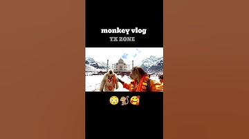 My First Vlog #aimonkeyvlog #vlogs #ai #viral