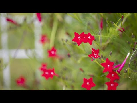 🌷하동 북천💐 🌺