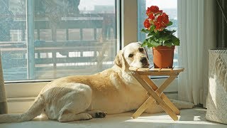 The reason why the retriever sat by the plant