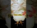 चिकेन वीडियो #shorts #chicken #video #viralvideo #chickenvlog