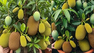 Grow Mango & Jackfruit Trees Super Fast Using Coca-Cola Hack!