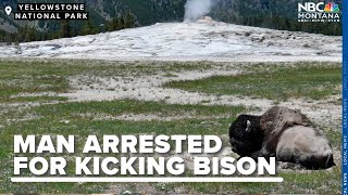 A Yellowstone trip that ended with a man being arrested for kicking a bison
