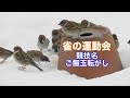 まるおの母 まるこの宿根草と低木の庭 2022 01 22 今日も、野鳥が沢山やってきた庭。本日、氷割貫太郎使いぞめ。雪はね、カッターラッセルの使い方...☃️🧊