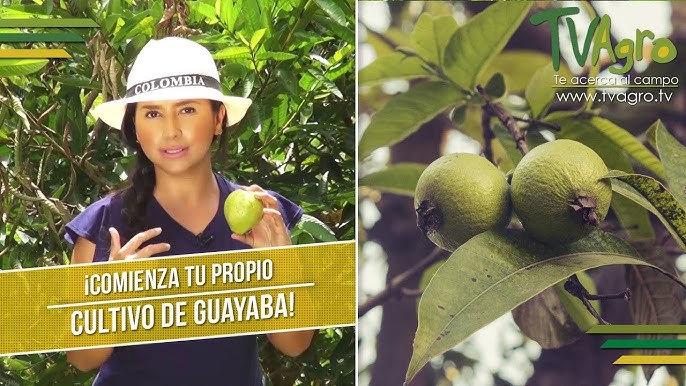 Por plaga declaran en estado de emergencia cultivos de guayaba de Bolívar y  Atlántico