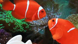 🐠 Going On Vacation? 14-Day Aquarium Feeder Block Test (Betta & Goldfish Safe) 🏖️